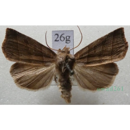 Ipimorpha retusa (Linnaeus, 1761) Kresówka kobielistka Czech26g